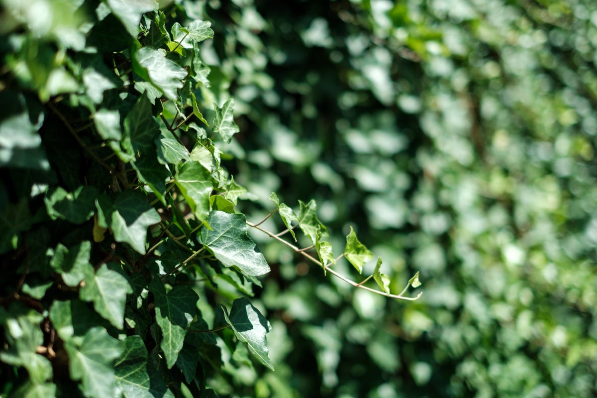 These 6 storm-proof plants could save your garden — and your home