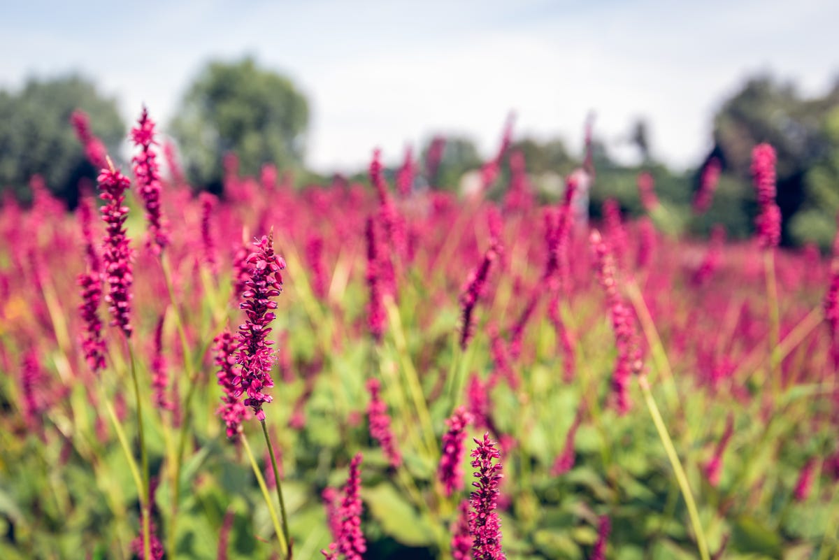 These 6 storm-proof plants could save your garden — and your home