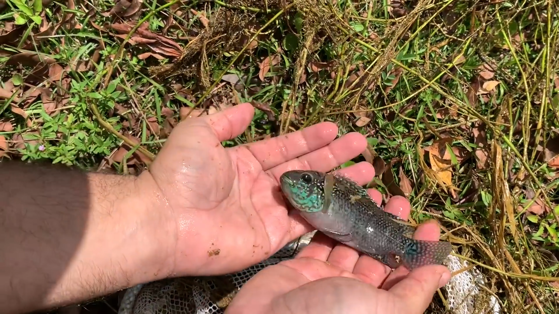 Building a crystal-clear world for micro fish