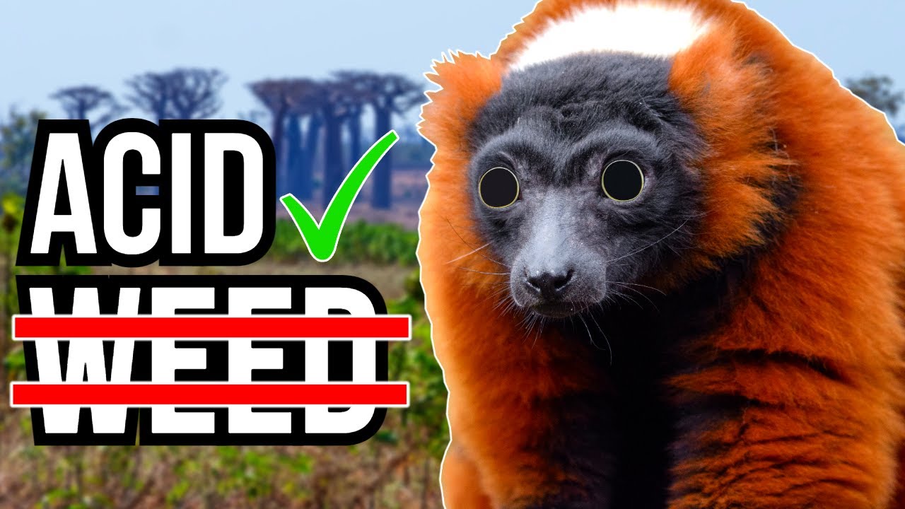 Nature’s Strangest Addiction: The Species That Steal Drugs From Other ...