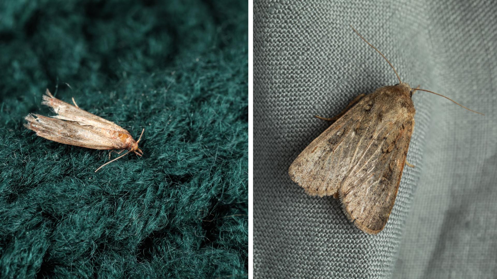 Mite ou papillon de nuit comment faire la différence — free download
