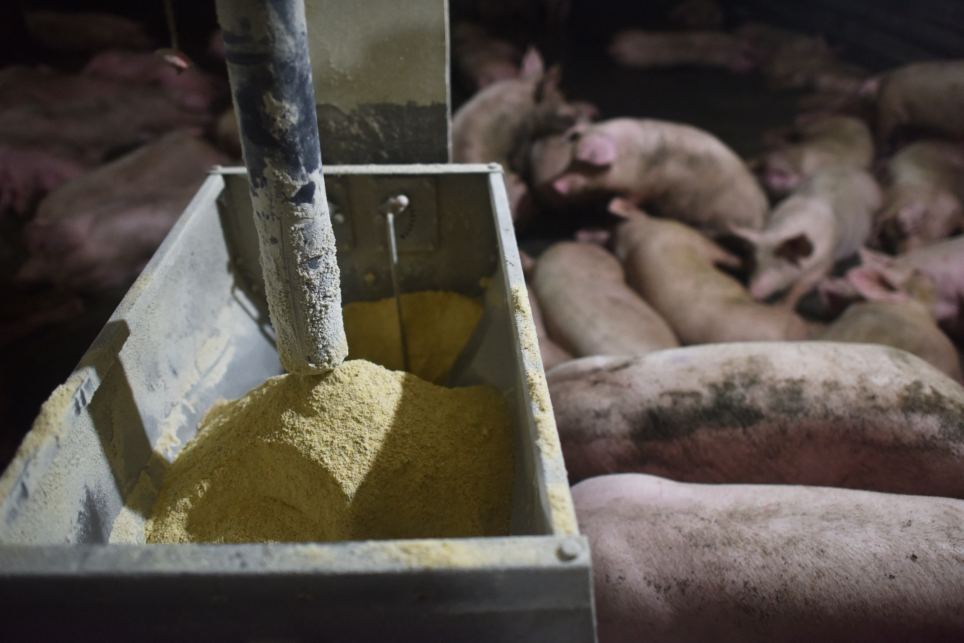 How China weaponized soybeans to squeeze U.S. farmers — and spite Trump