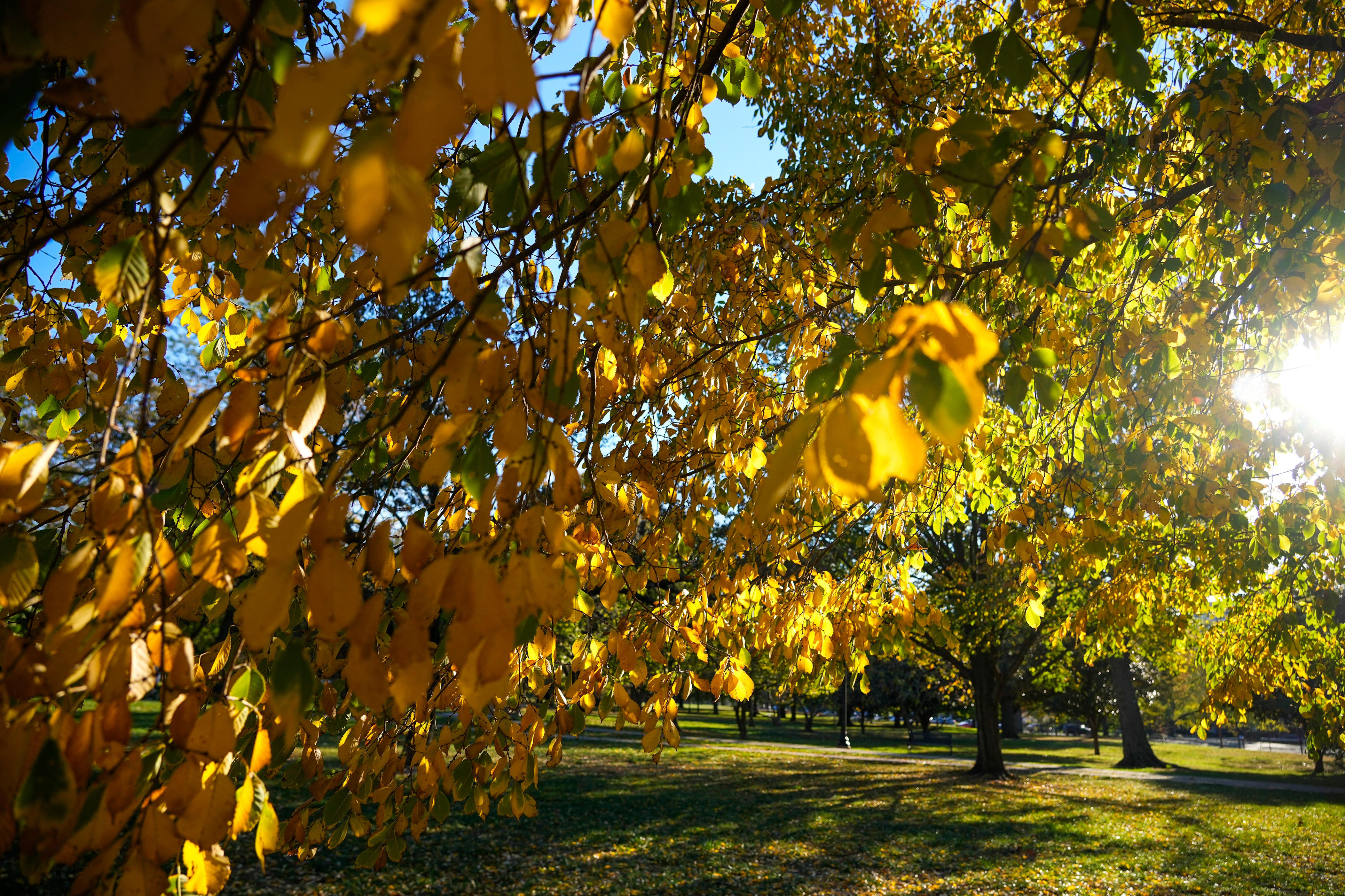 October is the most important month for your Ohio lawn