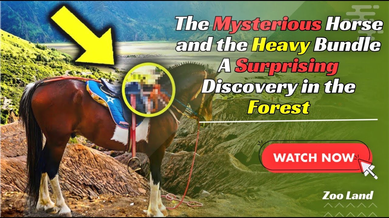 Hikers spot lone horse in forest – tears flow when they see its cargo
