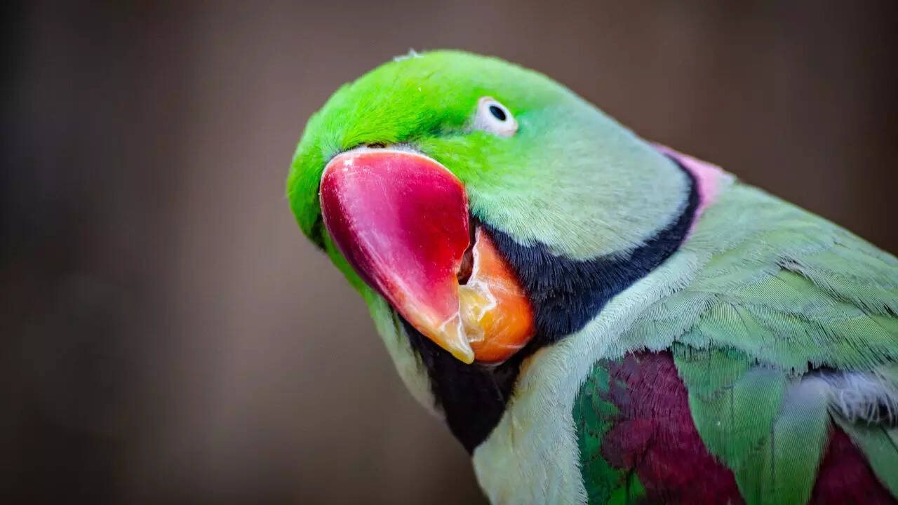 8 shocking secrets about parrots you need to know