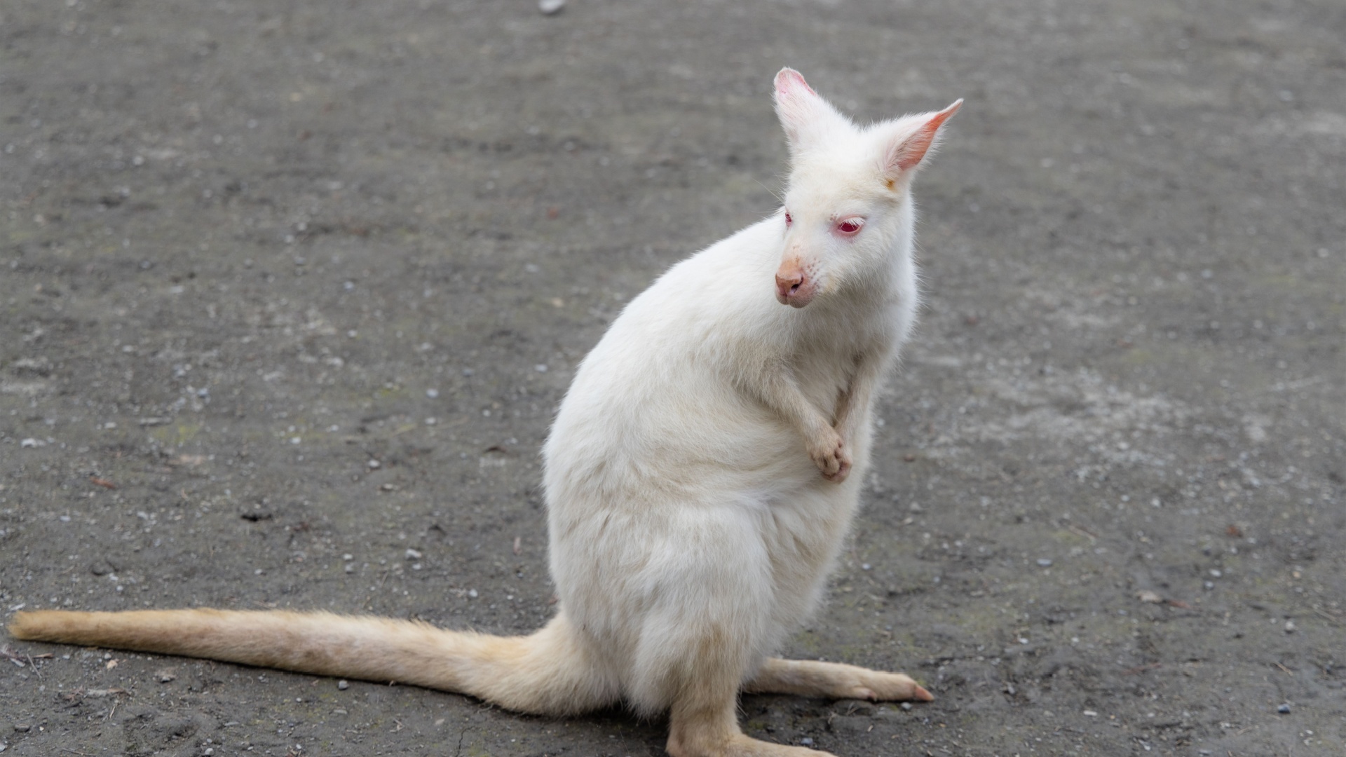 10 Interesting Facts About Albino Animals