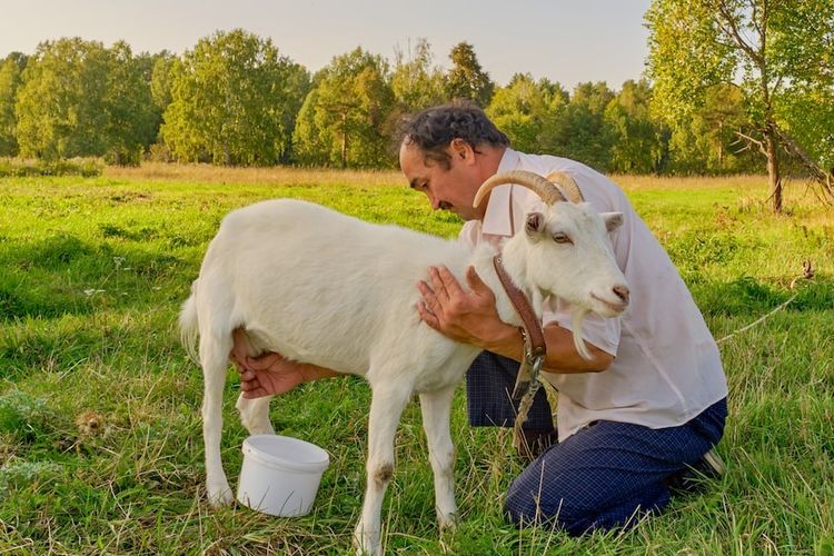 Manfaat Susu Kambing untuk Cegah Asam Urat dan Bahaya Jantung Ginjal
