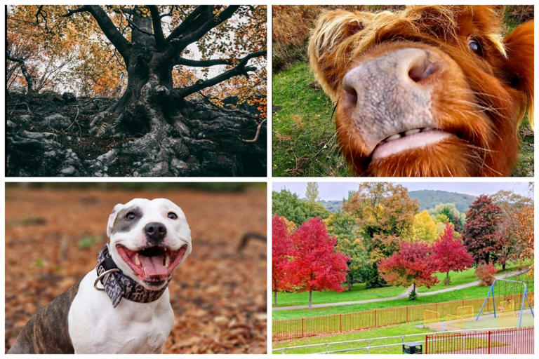 16 vibrant photos showing Sheffield bursting with autumn colours