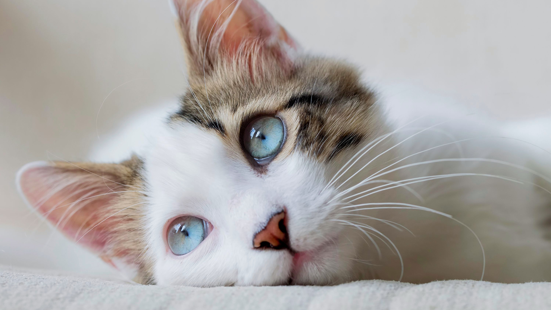 6 Signs Of Loneliness In Cats Owners Rarely Notice And 5 That Prove ...