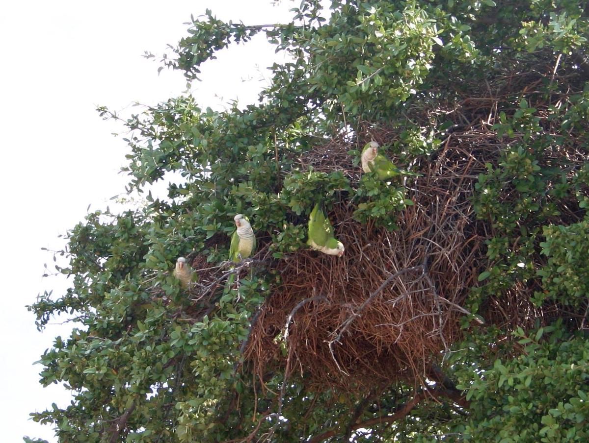 5 Fakta Menarik Burung Quaker, Sang Arsitek Hebat di Dunia Burung!
