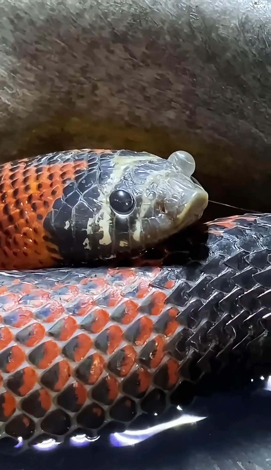 This snake got me nervous!