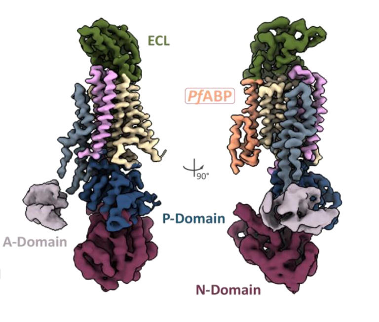 Insights into malaria parasite's sodium pump structure could reshape ...