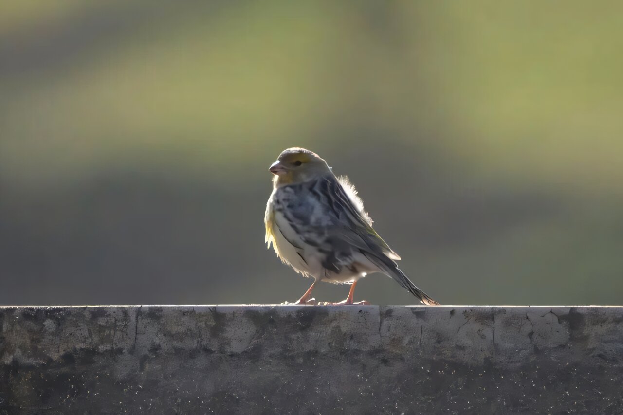 View of Female canaries, which typically do not sing, have the ability to do so ...