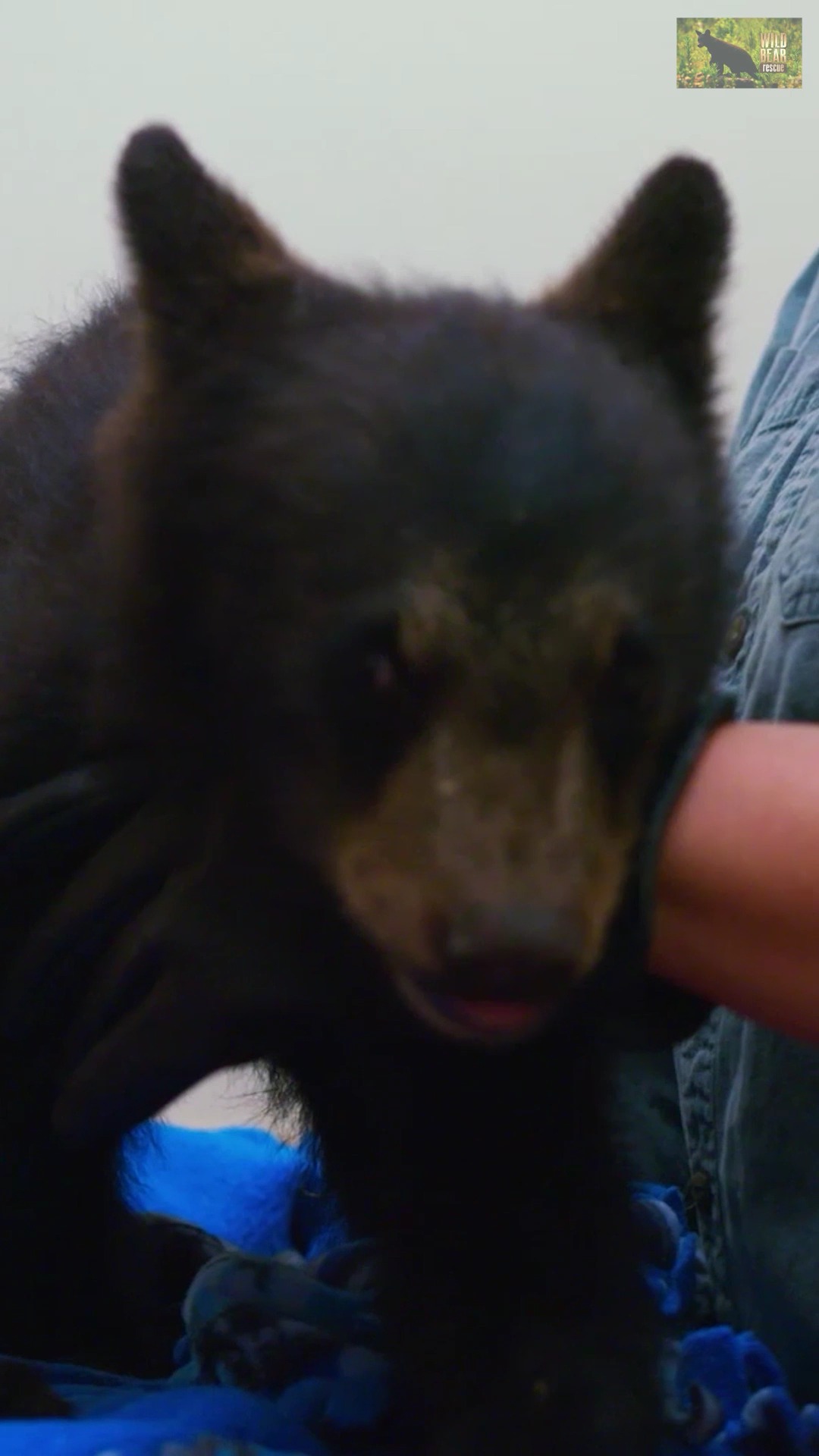 One Tiny Bear, One Huge Comeback!