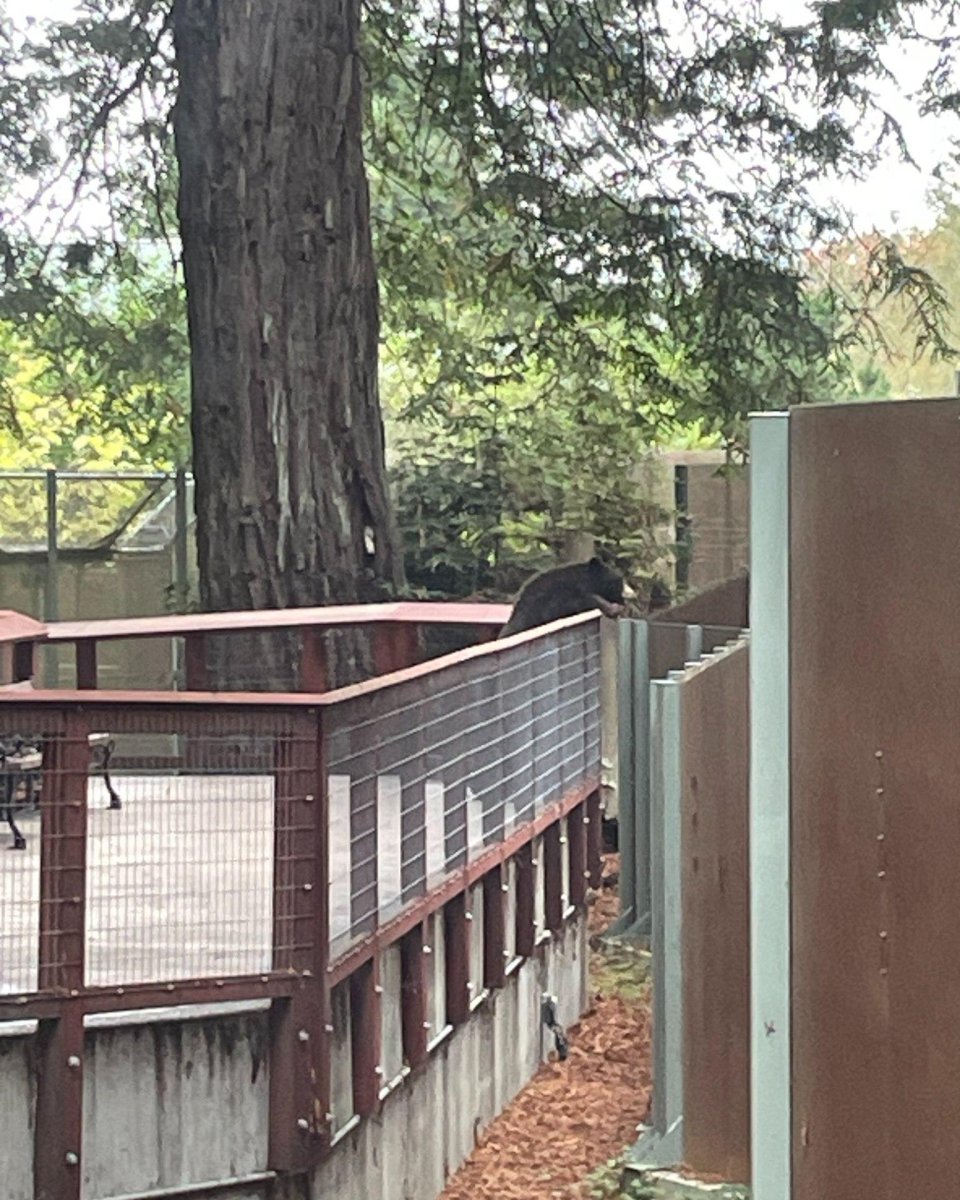 Wild bear wanders into California zoo, interacts with resident bears