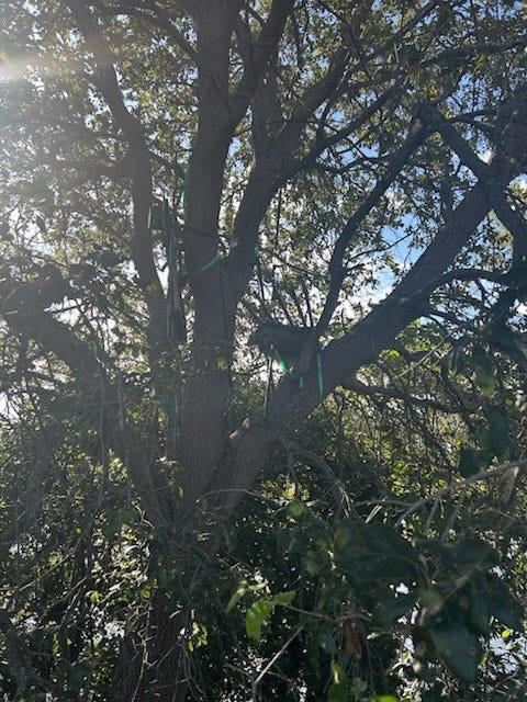 A Post canvassing of the tree line found it hard to traverse but well ...