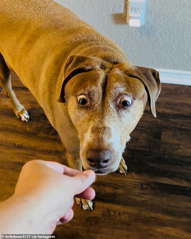 Meet the adorable dog that looks permanently surprised due to rare ...