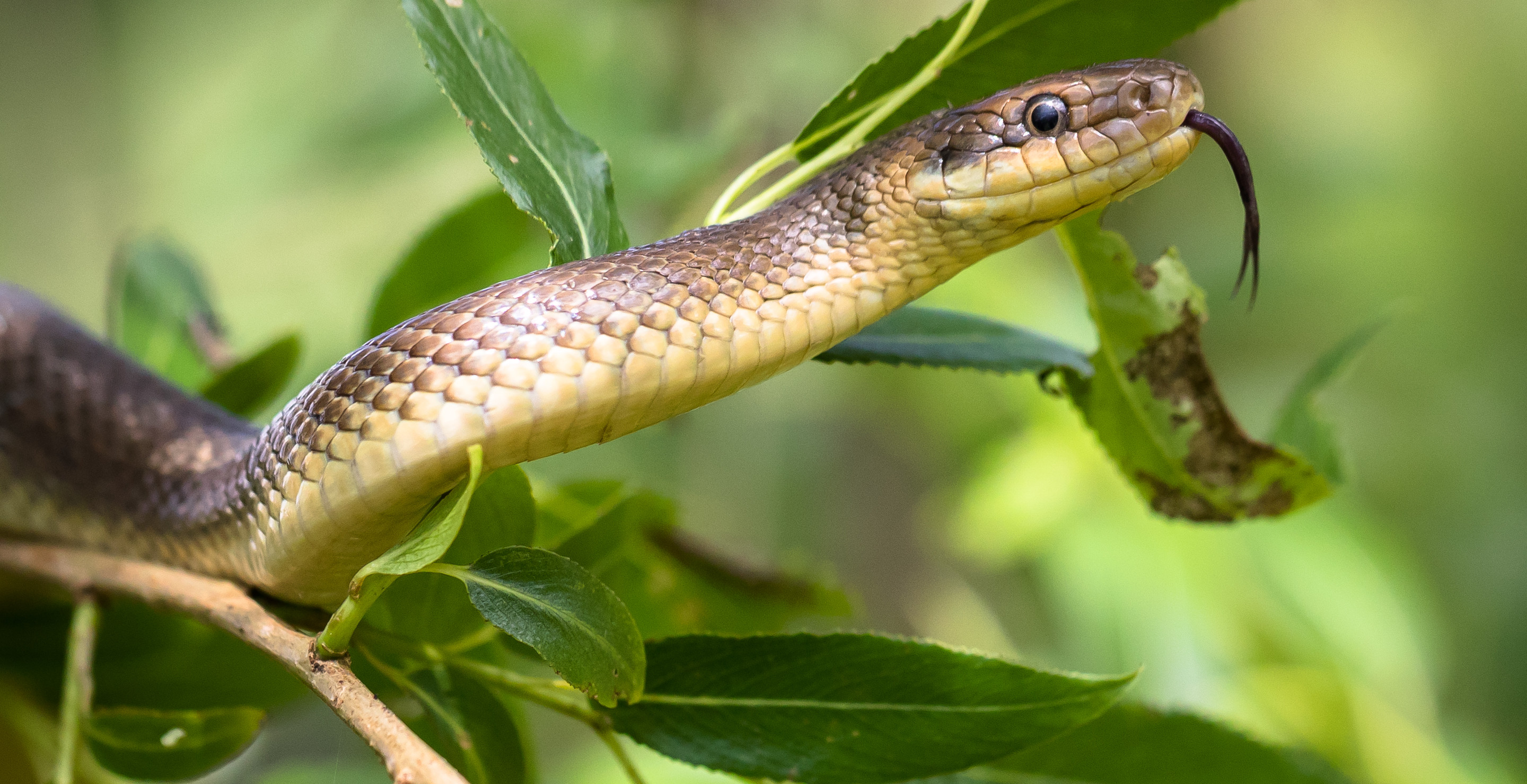 11YearOld Boy Dies From Snakebite After Father Sent Him To Bed To