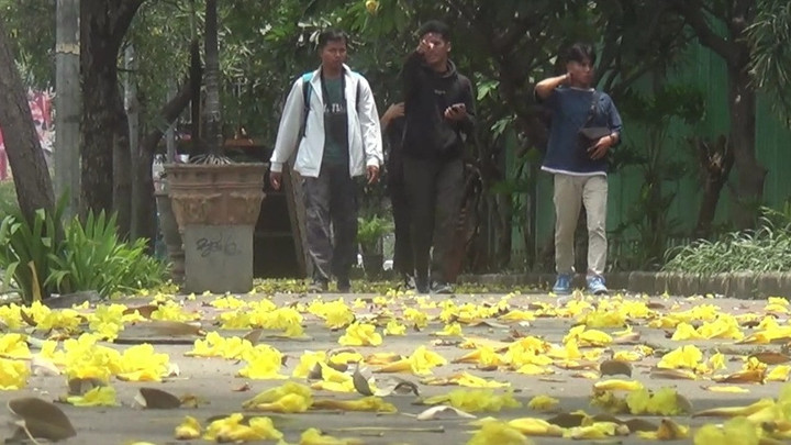 Bunga Tabebuya di Bekasi, Keindahan Saat Musim Kemarau