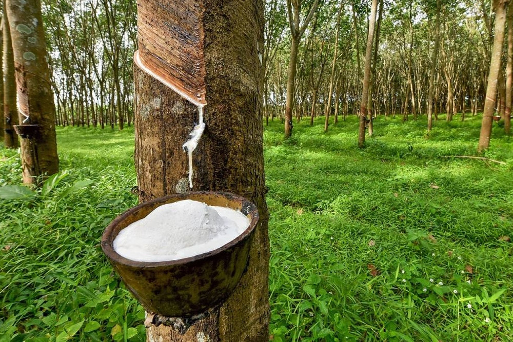 Gapkindo Beberkan Masalah Komoditas Karet: Penyakit dan Regenerasi