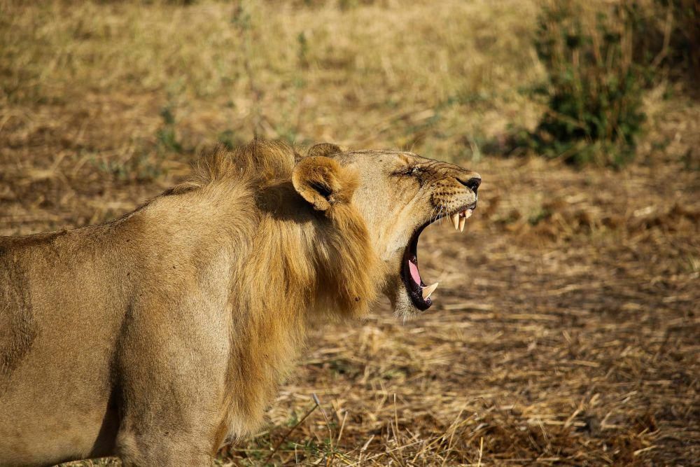 4 Hewan yang Mampu Berlari dengan Kecepatan Tinggi 2 AA1OQKnY