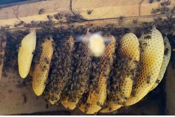 Jejak Madu di Aurduri: Kisah Bustam dan Lebahnya