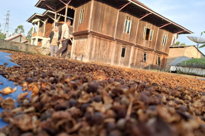 Lampung Perkuat Strategi Perkebunan untuk Tingkatkan Ekonomi