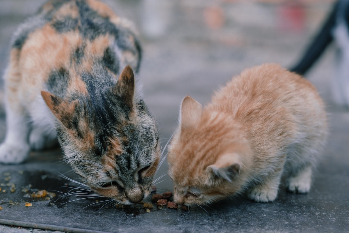 Stray Cat Brings Her Baby Home To See Her ‘Mom’ in Sweet Plot Twist
