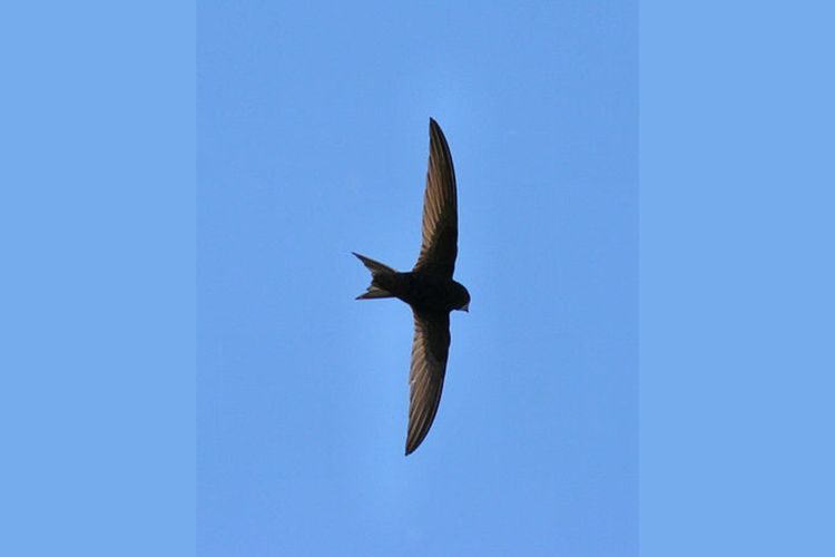 Jateng Ekspor Sarang Burung Walet Rp1,27 Triliun ke 14 Negara, Termasuk China dan AS