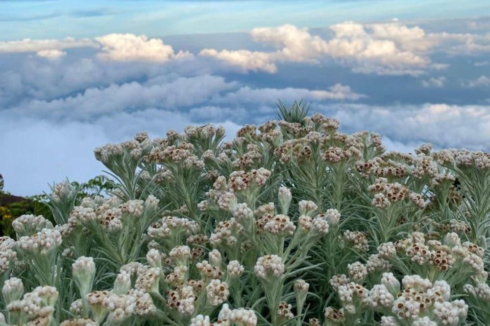Tiara Andini Bercerita Perjuangan Hidup di Album Edelweiss