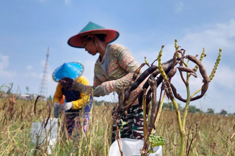 Harga Kacang Hijau Madiun Naik Dua Kali Lipat, Petani Bersyukur