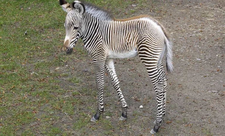 Erste Bilder sind da: Das sind die neuen Zebrababys im Zoo Zürich 😍