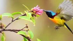 Pesona Burung Nektar Pegunungan Asia