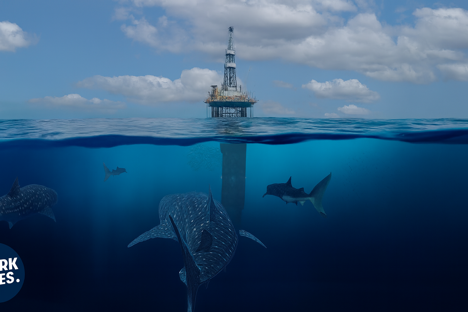Why hundreds of sharks gather at an oil platform