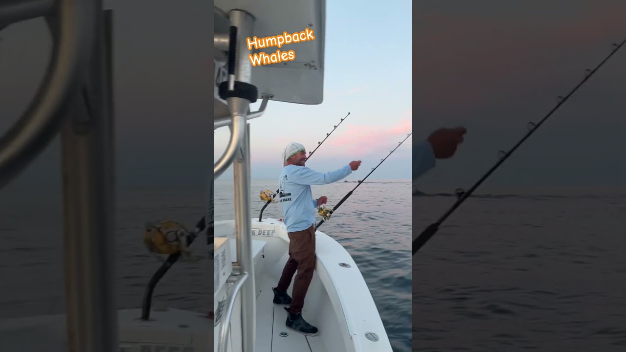 Watch humpback whales put on a show off Montauk