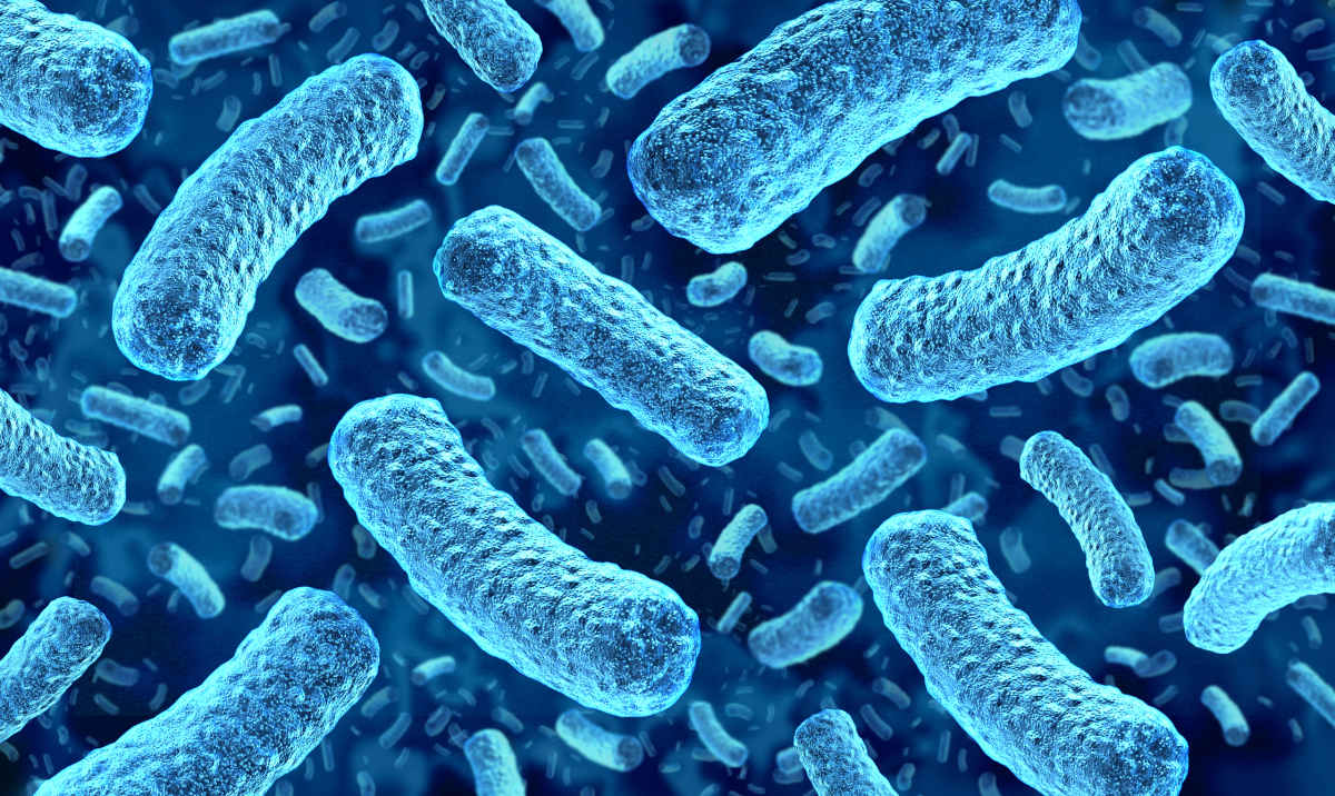 Listeria outbreak and Infection as a foodborne bacterial illness medical concept as a group of dangerous bacteria causing sickness as a health care symbol for microscopic pathogenic infections. (Representative Image Source: Getty Images | Wild Pixel)