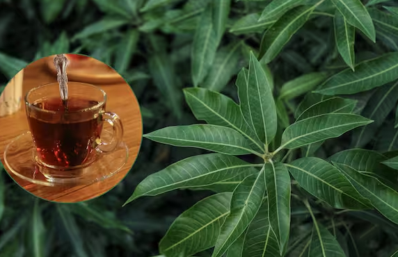 These people should drink mango leaf tea daily; it provides so many ...