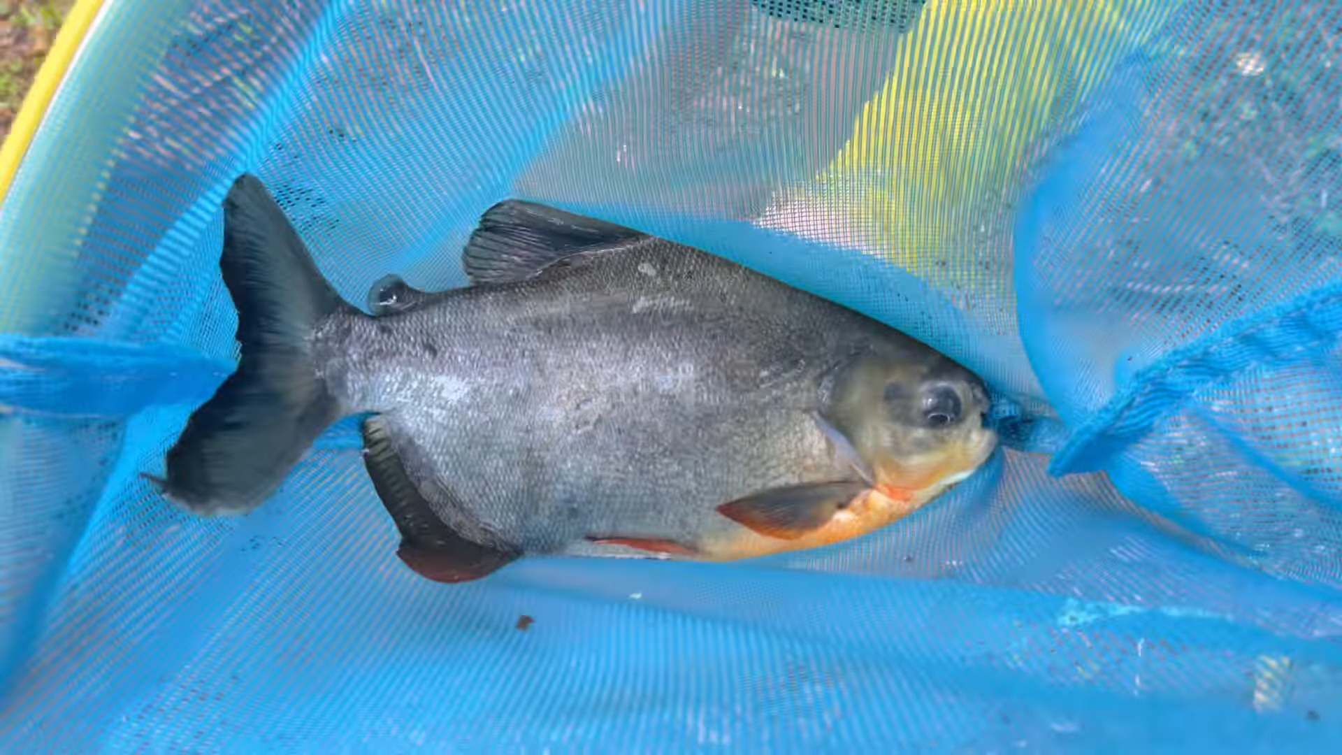 Catching rare Piranha fish for my new exotic pond
