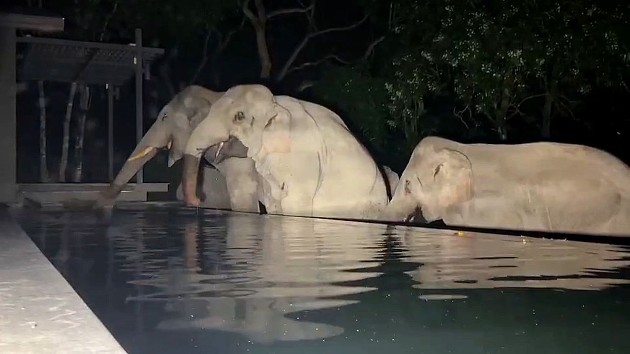 Thirsty wild elephants break into villa in Thailand to drink from pool(01)