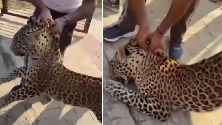 Chaos in Himachal's Una as leopard attacks villagers. Rescue video goes ...