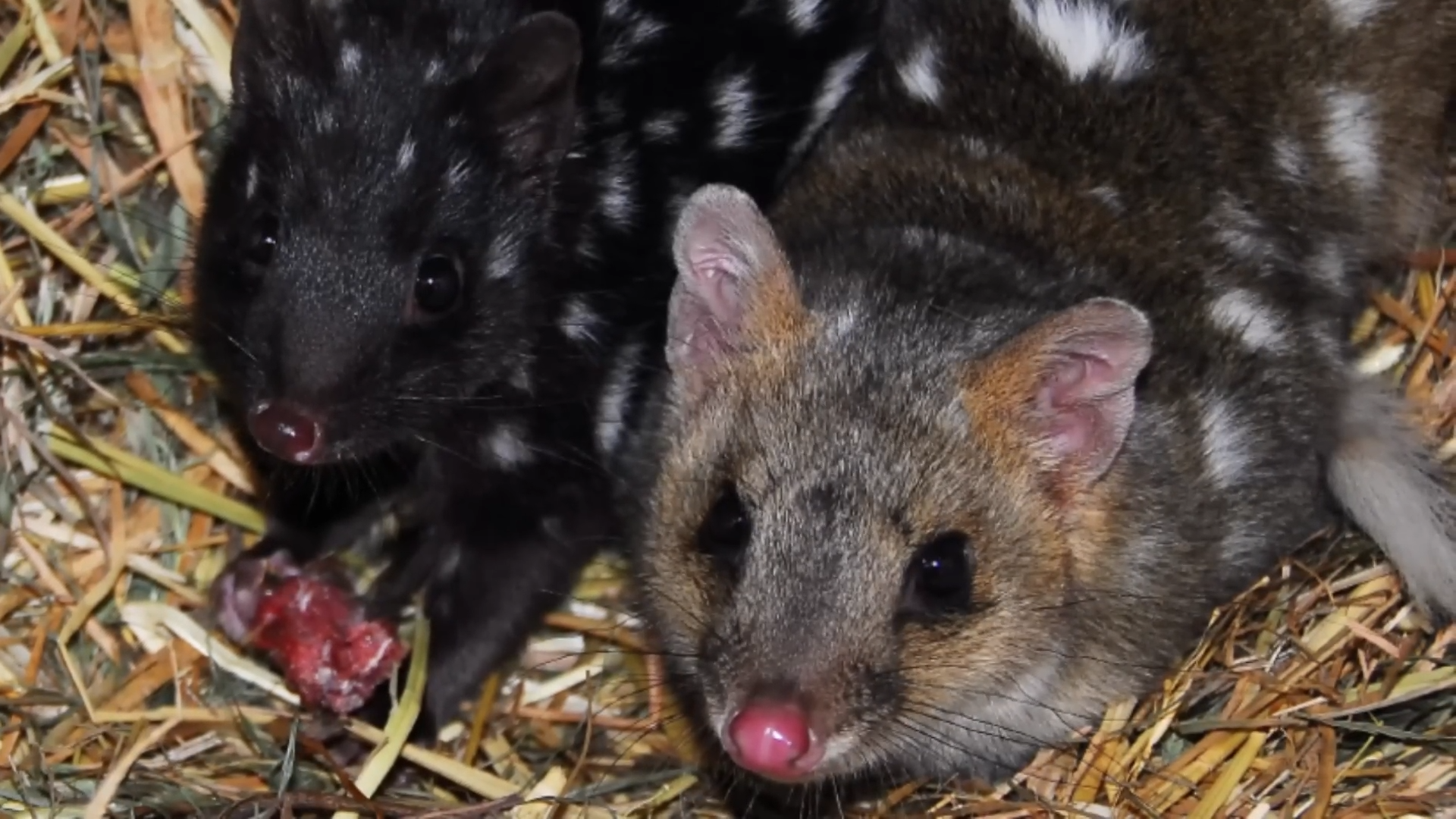 The genetics of beauty: 3 animals that defy nature’s colour rules