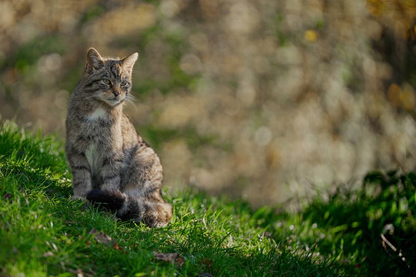 18 Scottish wildcats released into Highlands bringing total to 46