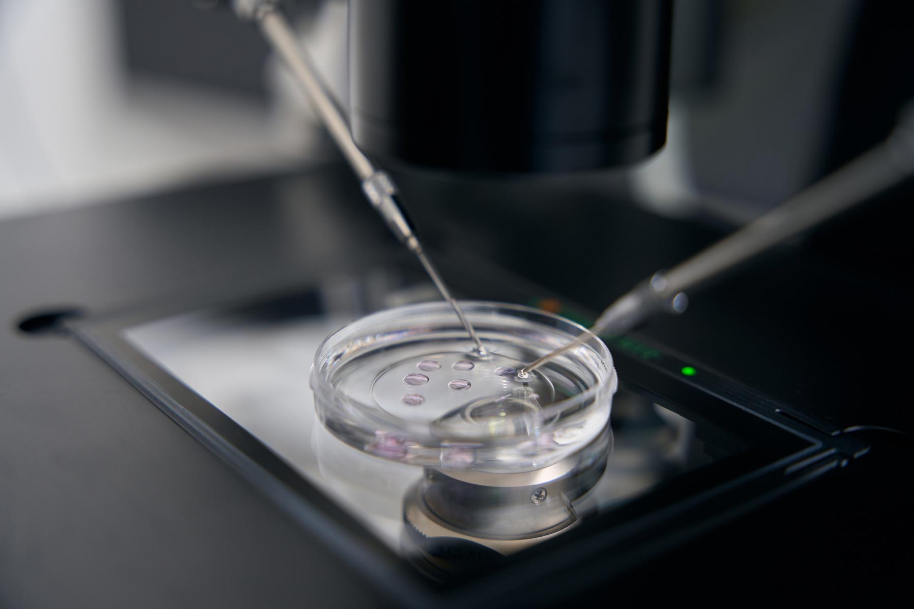 Laut VfGH: Verbot von „Social Egg Freezing“ ist verfassungswidrig