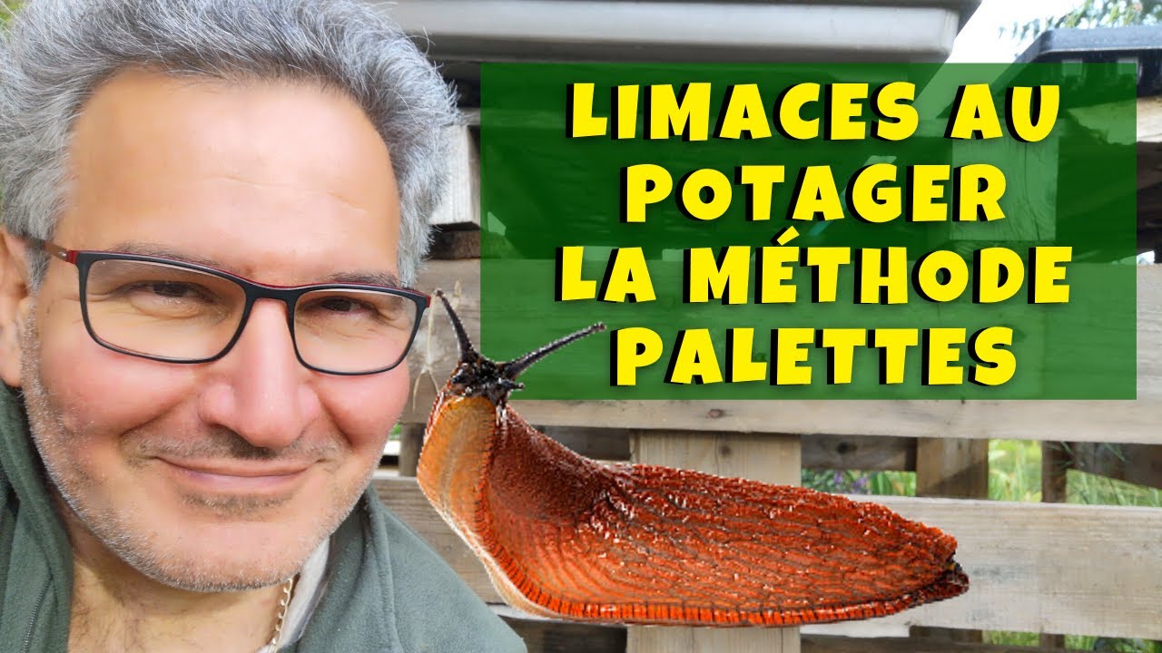 Ma méthode contre les limaces au potager avec des palettes