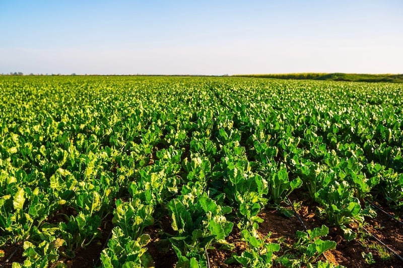 Morocco’s Cosumar starts new sugar beet and cane planting campaign