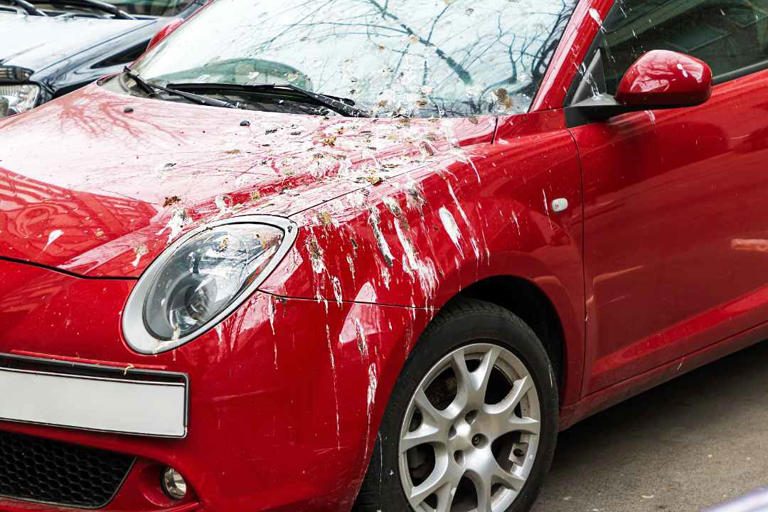 Birds really do prefer pooping on certain cars