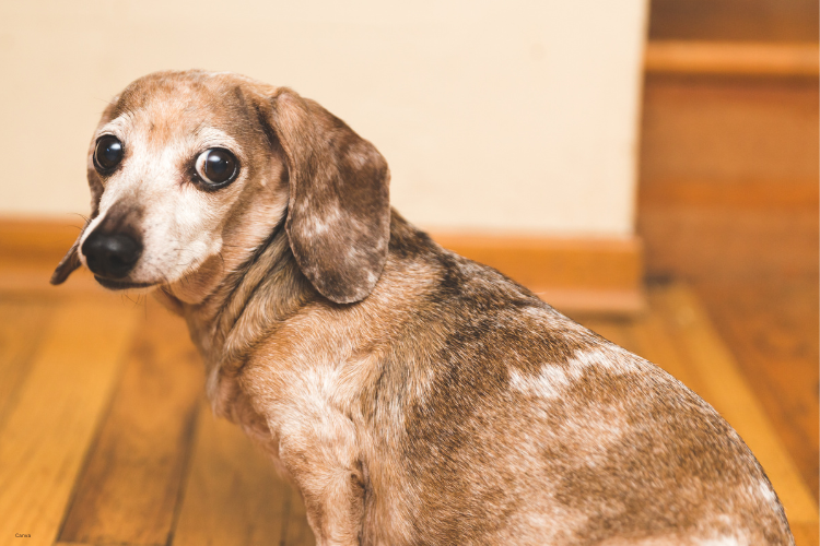 How to Spot the First Signs of Painful Joint Disease in Your Dog - Undiagnosed Canine Joint Injury And Disease