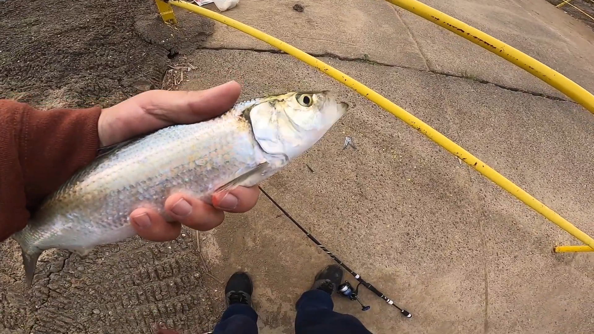 Epic day on the Ohio River catching skipjack and more