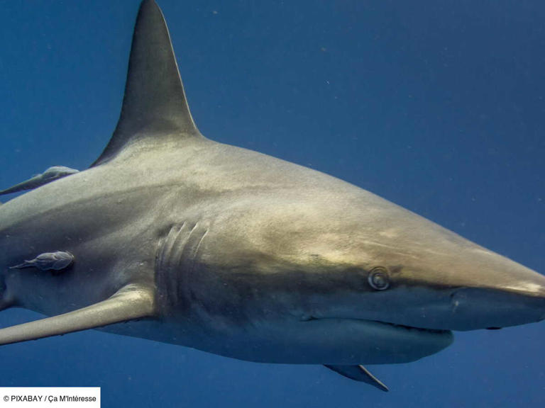 Quel est le requin le plus dangereux du monde — free download