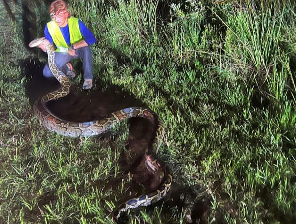 Snake Superstars: Florida Gov. DeSantis Touts Record Python Removals In ...